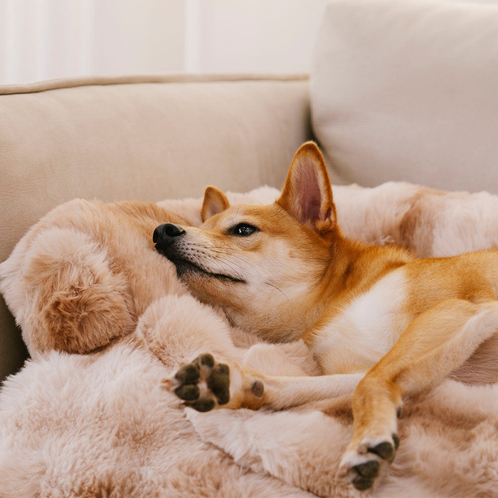 Dog Bed Mat | Fluffy Plush Texture, Non-Slip Bottom 4