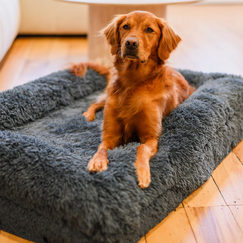 Dog Bed | Memory Foam Base, Bolster Rim Design 1