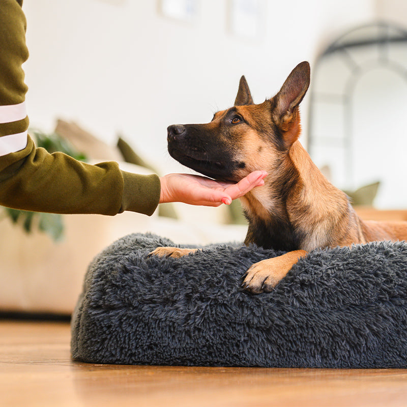 Dog Bed | Memory Foam Base, Bolster Rim Design 2