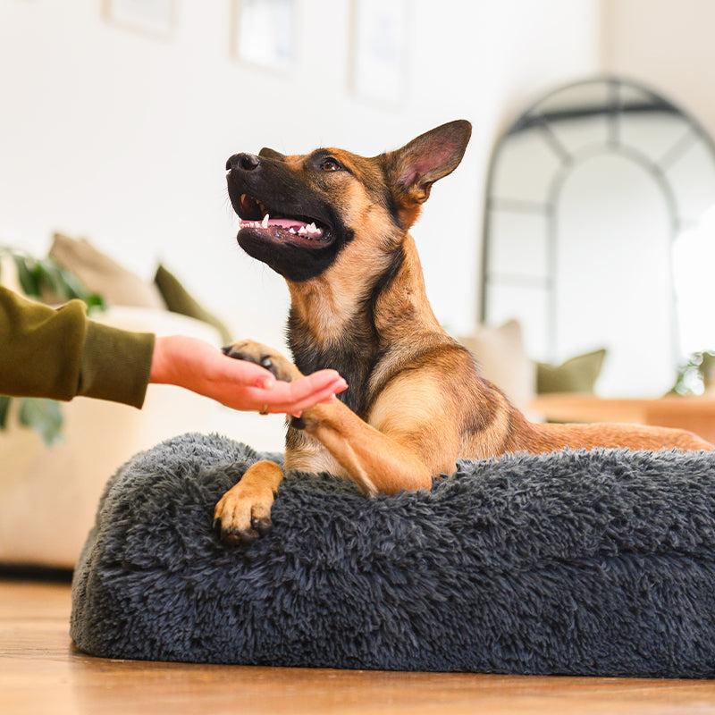 Dog Bed | Memory Foam Base, Bolster Rim Design 3