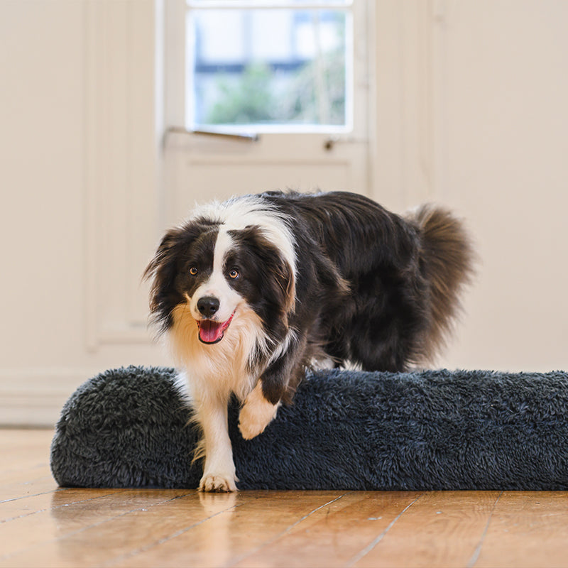Dog Bed | Memory Foam Base, Bolster Rim Design 4