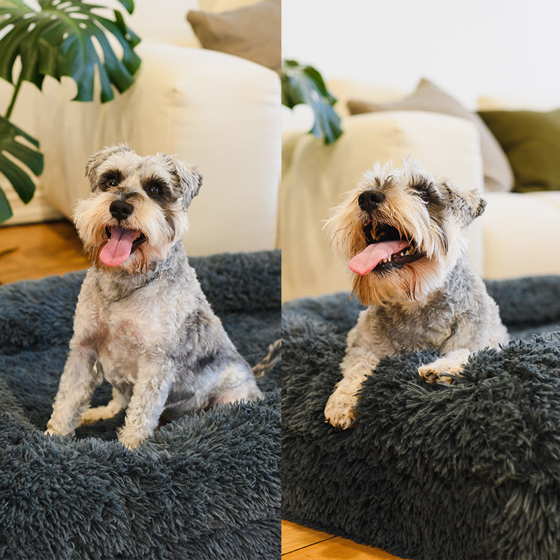 Dog Bed | Memory Foam Base, Bolster Rim Design 5