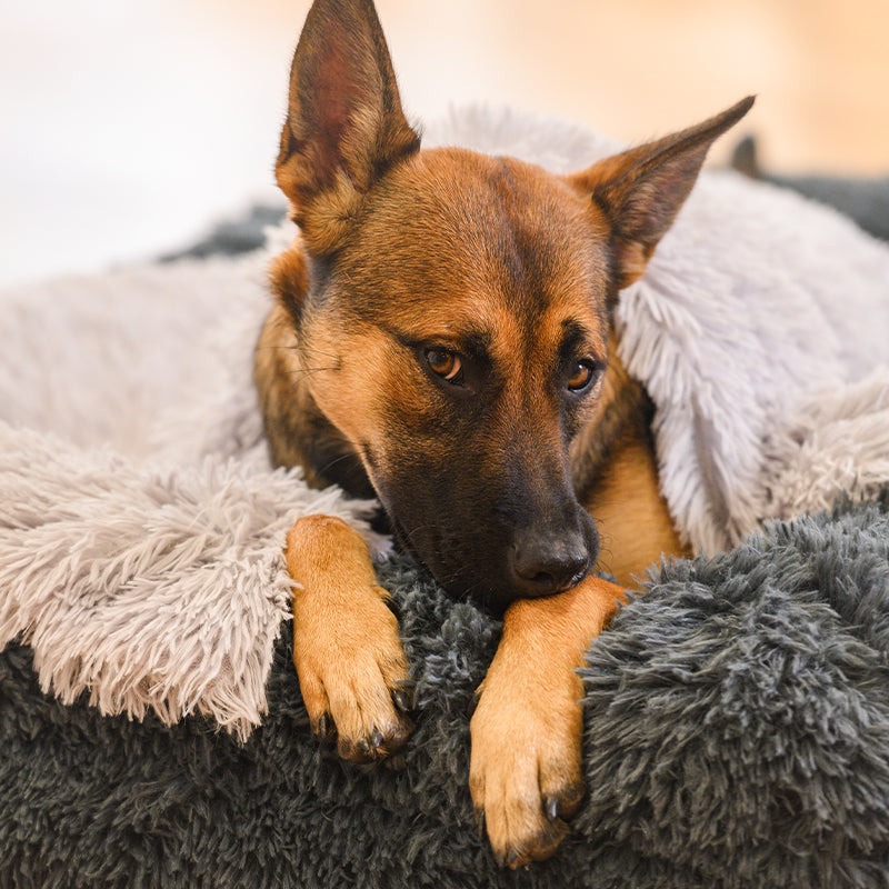 Dog Bed | Memory Foam Base, Bolster Rim Design 6