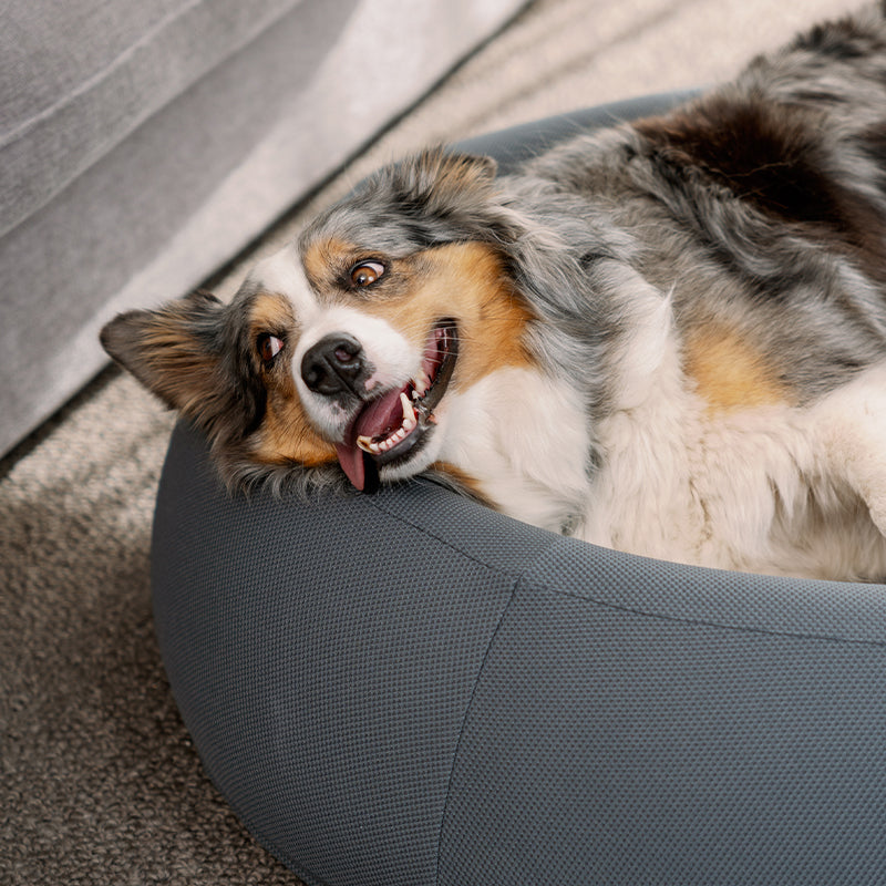 Dog Bed | Orthopedic Memory Foam, Cooling Gel Technology 2