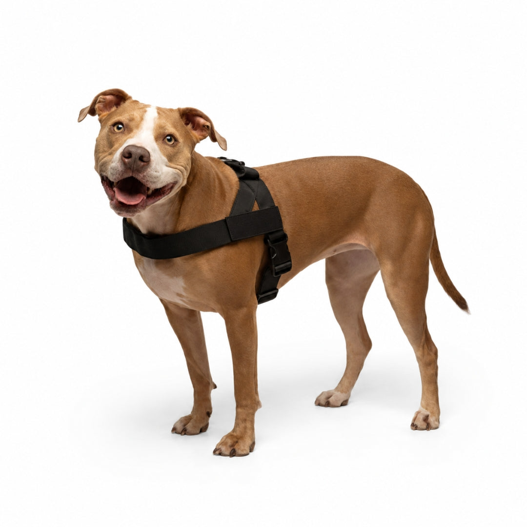 Dog Harness | No-Pull Design, Adjustable Straps 3