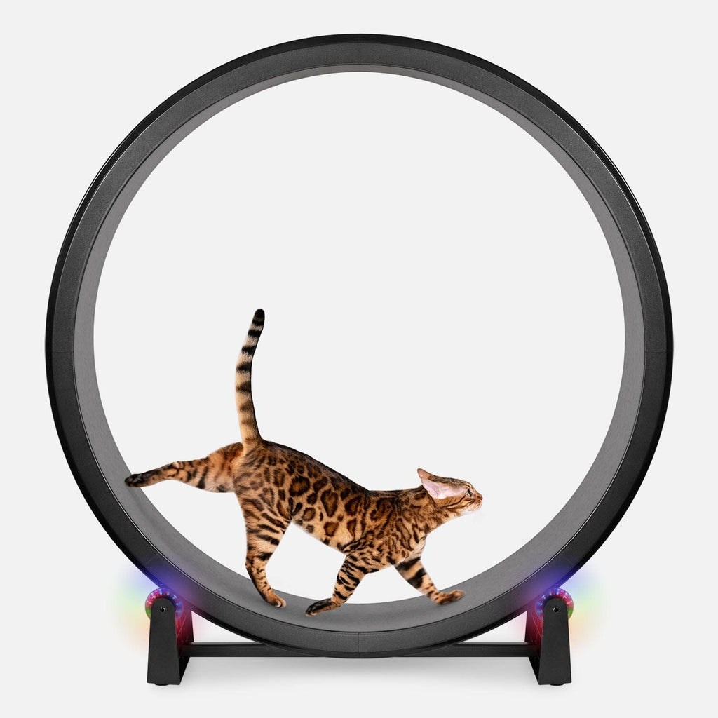 Large Cat Exercise Wheel - Durable Feline Workout Wheel for Active Cats, 48-Inch Smooth Running Cat Wheel 2
