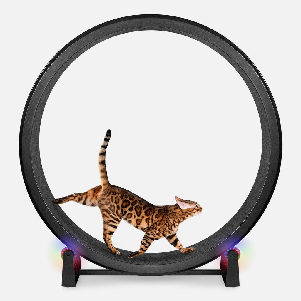 Large Cat Exercise Wheel - Durable Feline Workout Wheel for Active Cats, 48-Inch Smooth Running Cat Wheel 3