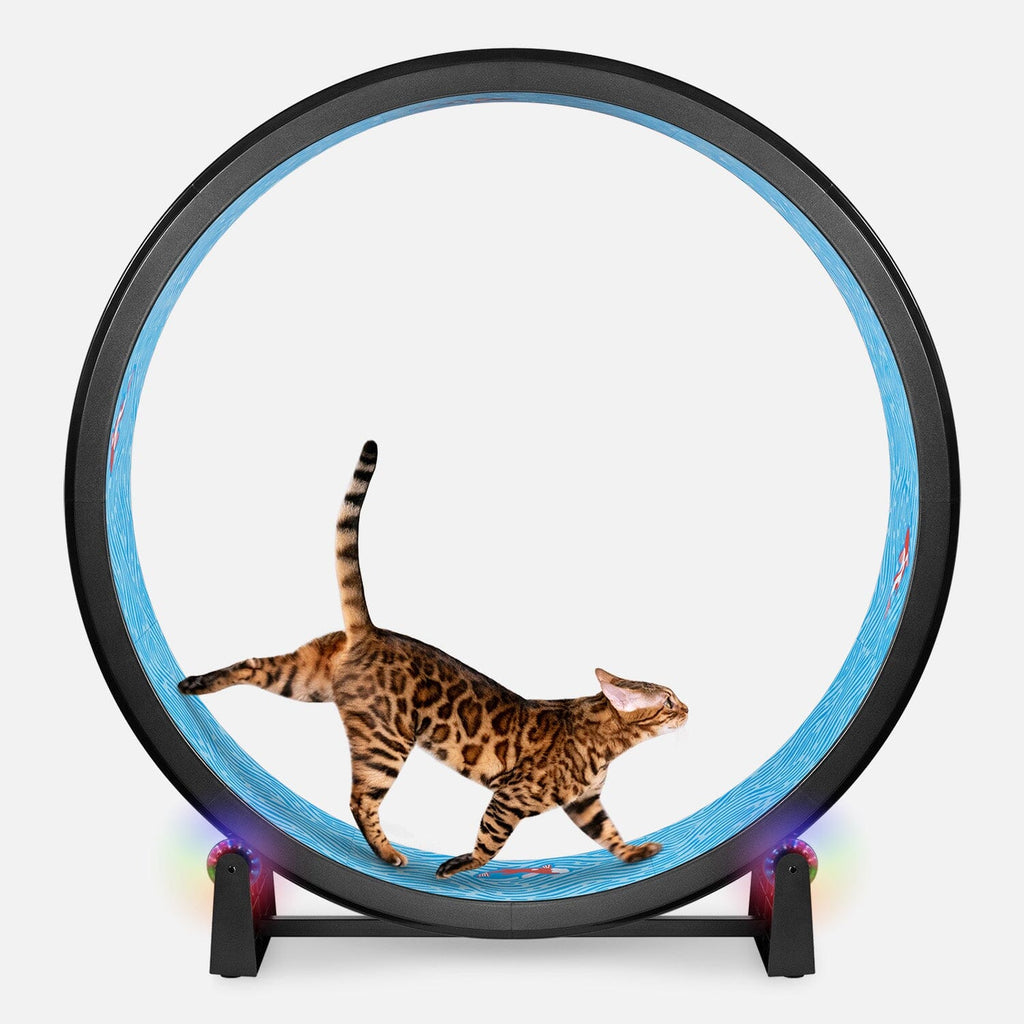 Large Cat Exercise Wheel - Durable Feline Workout Wheel for Active Cats, 48-Inch Smooth Running Cat Wheel 5