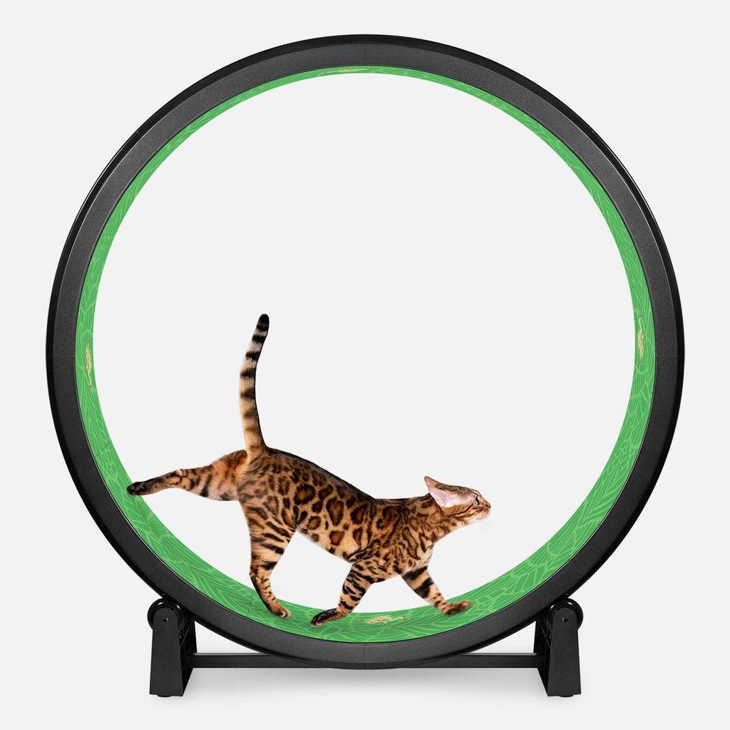 Large Cat Exercise Wheel - Durable Feline Workout Wheel for Active Cats, 48-Inch Smooth Running Cat Wheel 6