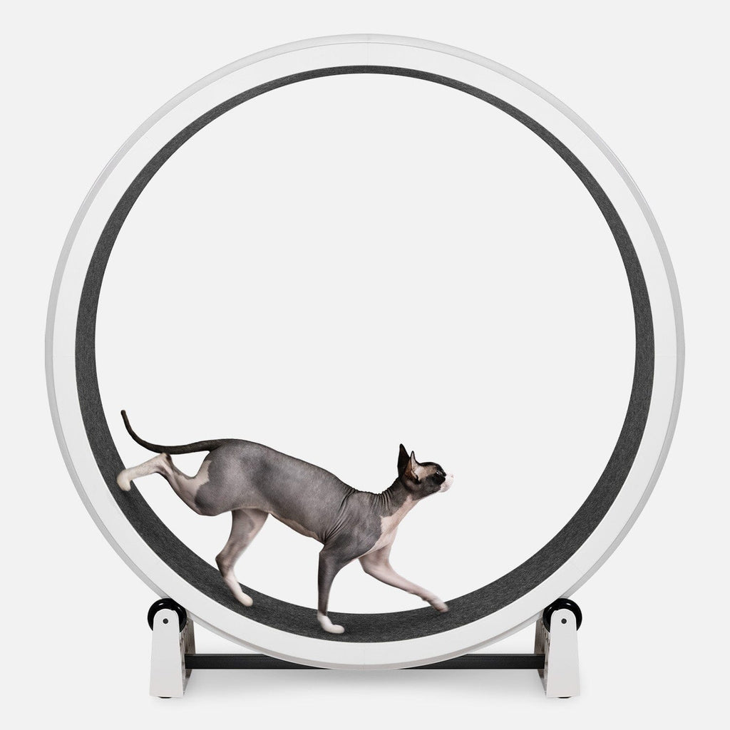 Large Cat Exercise Wheel - Durable Feline Workout Wheel for Active Cats, 48-Inch Smooth Running Cat Wheel 8
