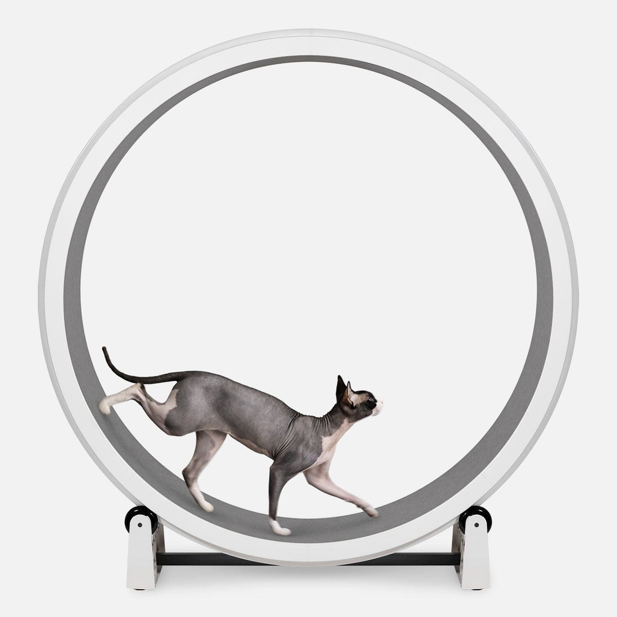 Large Cat Exercise Wheel - Durable Feline Workout Wheel for Active Cats, 48-Inch Smooth Running Cat Wheel 9